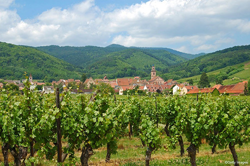 Gîte de charme à Riquewihr : vue sur vignoble - Domaine Selig